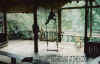  MONKEY BUSINESS CLICK TO ENLARGE