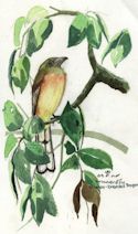 ORANGE-BREASTED TROGON