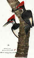 WHITE-BELLIED WOODPECKER