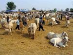 cow market, Yasothorn