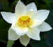 Thailand ChiangMai Tour : Orchid Thailand ChiangMai Tour 
