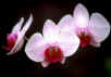 Thailand ChiangMai Tour : Orchid Thailand ChiangMai Tour 