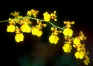 Thailand ChiangMai Tour : Orchid Thailand ChiangMai Tour 
