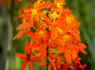 Thailand ChiangMai Tour : Orchid Thailand ChiangMai Tour 