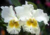Thailand ChiangMai Tour : Orchid Thailand ChiangMai Tour 