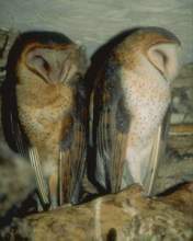 TN_BIRD-004.JPG