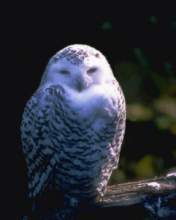 TN_BIRD-005.JPG