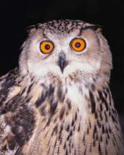 TN_BIRD-006.JPG