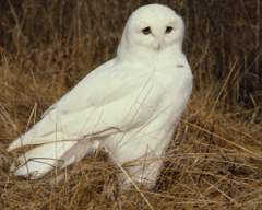 TN_BIRD-008.JPG