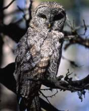 TN_BIRD-010.JPG