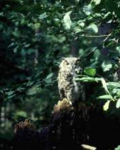 TN_BIRD-013.JPG