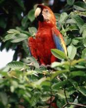 TN_BIRD-026.JPG