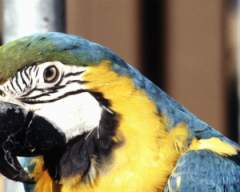 TN_BIRD-027.JPG