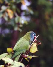 TN_BIRD-032.JPG