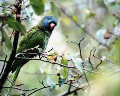 TN_BIRD-033.JPG