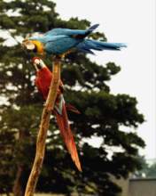 TN_BIRD-035.JPG