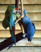 TN_BIRD-036.JPG