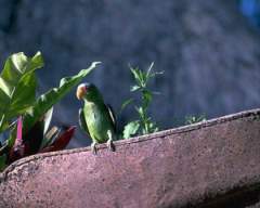 TN_BIRD-038.JPG