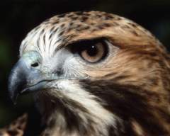 TN_BIRD-042.JPG