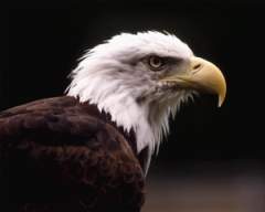 TN_BIRD-043.JPG