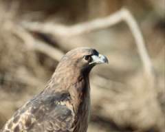 TN_BIRD-047.JPG