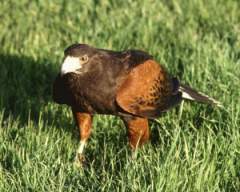 TN_BIRD-058.JPG