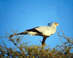 TN_BIRD-060.JPG