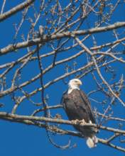 TN_BIRD-066.JPG