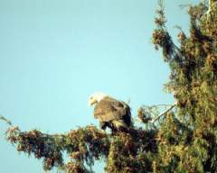 TN_BIRD-067.JPG