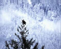 TN_BIRD-068.JPG