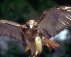 TN_BIRD-070.JPG