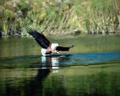TN_BIRD-071.JPG