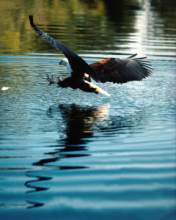 TN_BIRD-072.JPG