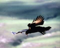 TN_BIRD-074.JPG