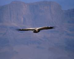 TN_BIRD-076.JPG