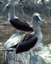 TN_BIRD-080.JPG