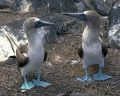TN_BIRD-081.JPG