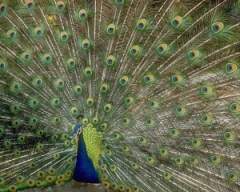 TN_BIRD-085.JPG