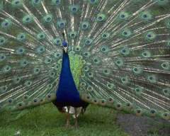 TN_BIRD-086.JPG