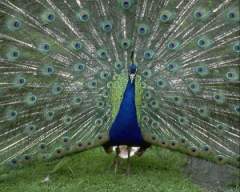 TN_BIRD-087.JPG