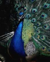 TN_BIRD-089.JPG