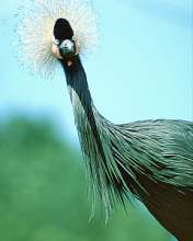 TN_BIRD-090.JPG