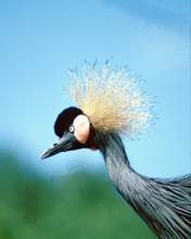 TN_BIRD-091.JPG