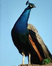 TN_BIRD-092.JPG
