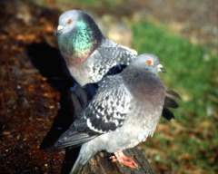 TN_BIRD-094.JPG