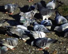 TN_BIRD-095.JPG