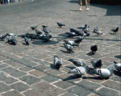TN_BIRD-096.JPG