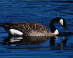 TN_BIRD-100.JPG