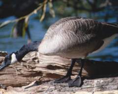TN_BIRD-101.JPG
