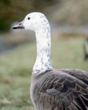 TN_BIRD-102.JPG